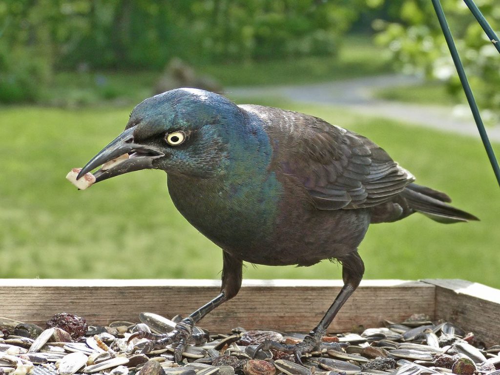 Effective strategies for deterring grackles, blackbirds, and starlings at bird feeders