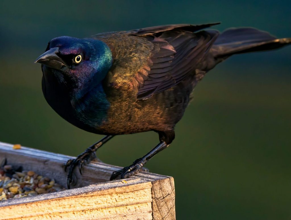 Effective strategies for deterring grackles, blackbirds, and starlings at bird feeders