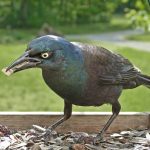 Effective strategies for deterring grackles, blackbirds, and starlings at bird feeders