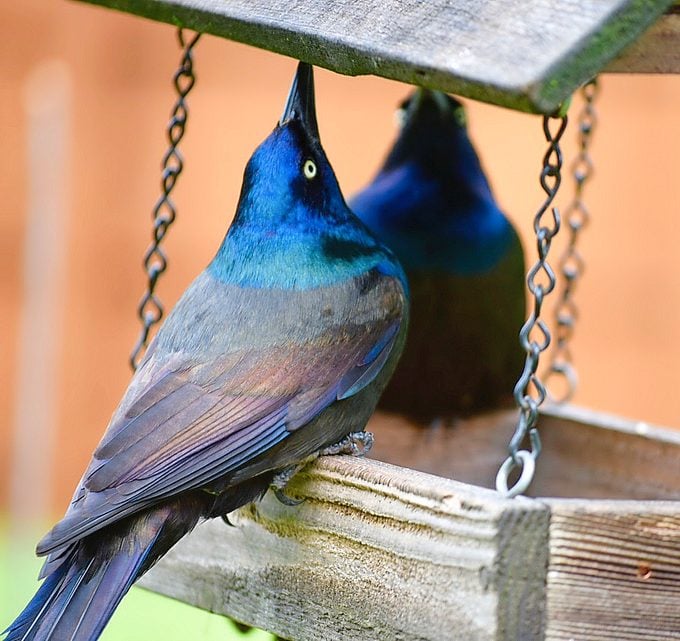 Effective strategies for deterring grackles, blackbirds, and starlings at bird feeders