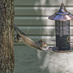 Effective Ways to Keep Squirrels Away from Bird Seed with Squirrel-Spinner Bird Feeders