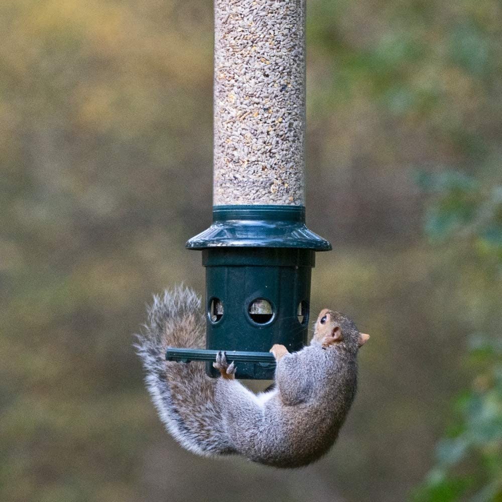 Effective Ways to Keep Squirrels Away from Bird Seed with Squirrel-Spinner Bird Feeders