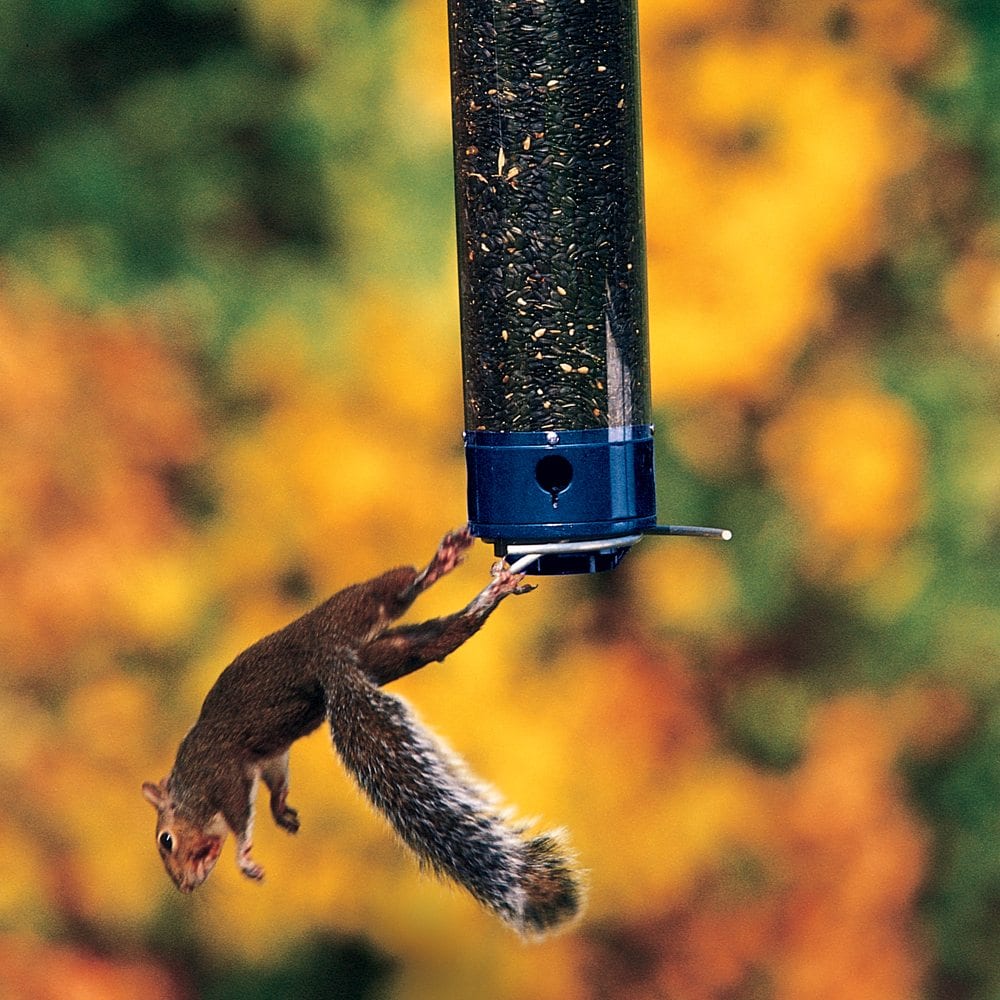 Effective Ways to Keep Squirrels Away from Bird Seed with Squirrel-Spinner Bird Feeders