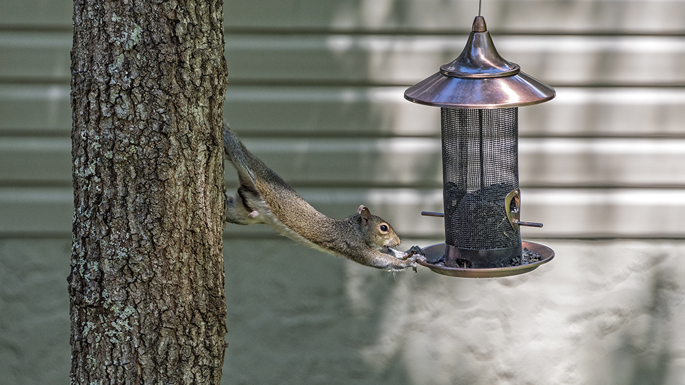 Effective Ways to Keep Squirrels Away from Bird Seed with Squirrel-Spinner Bird Feeders