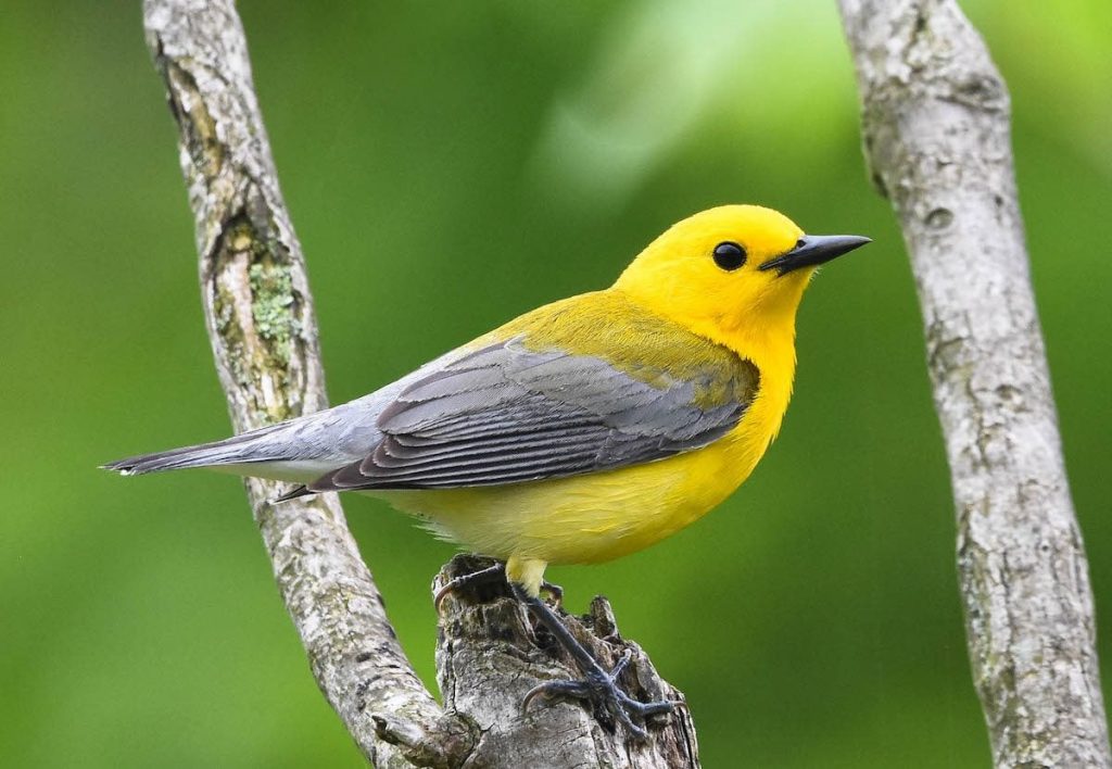 Explore the Diverse Species of Small Yellow Birds