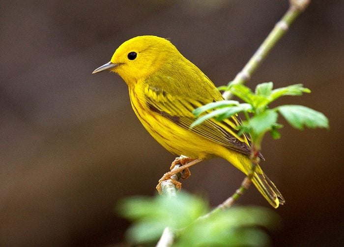 Explore the Diverse Species of Small Yellow Birds