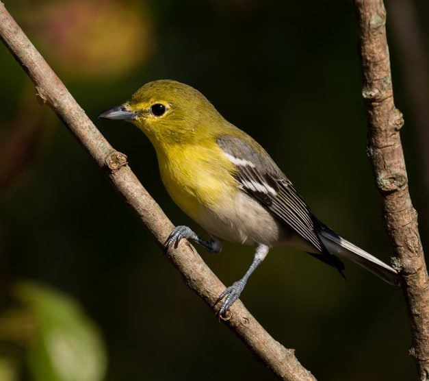 Explore the Diverse Species of Small Yellow Birds