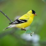 Explore the Diverse Species of Small Yellow Birds