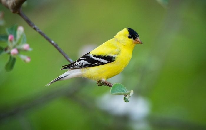 Explore the Diverse Species of Small Yellow Birds