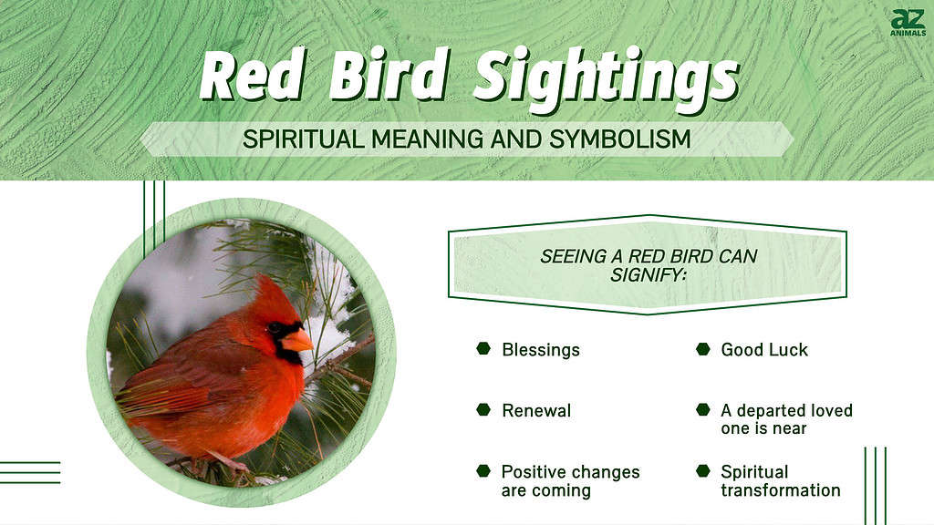 Exploring the Spiritual Meanings of Birds in Different Cultures