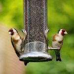 Feeding Birds: Cheap and Easy Kitchen Scrap Tips