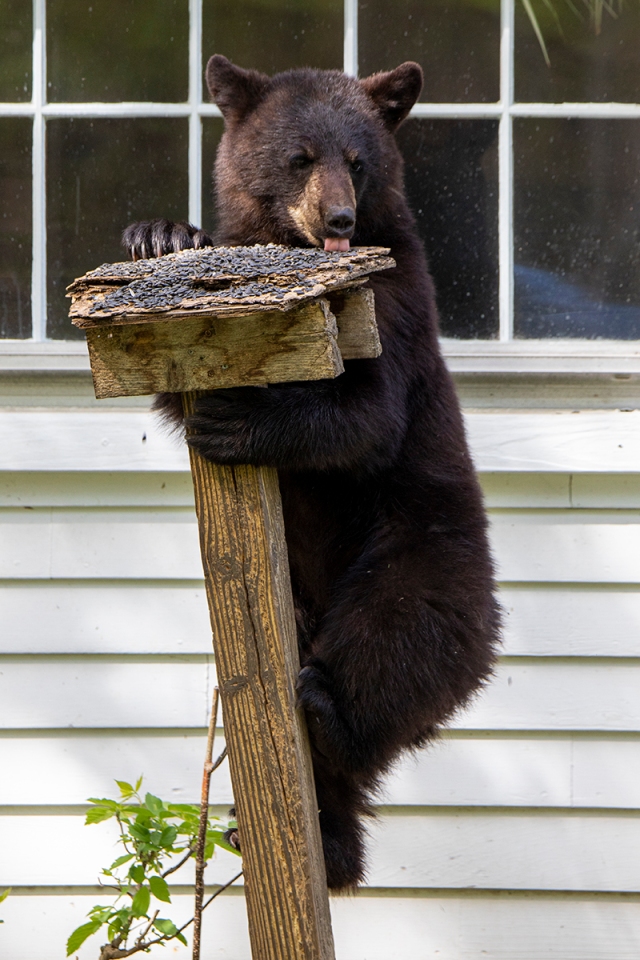 Feeding birds in summer is possible and recommended, except in bear country.