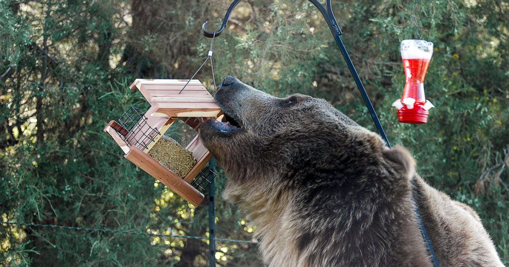 Feeding birds in summer is possible and recommended, except in bear country.