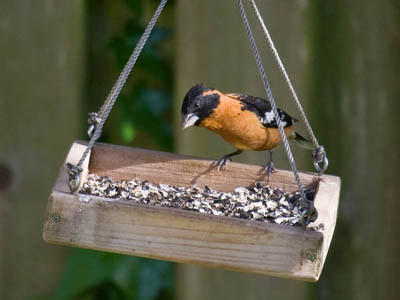 Feeding birds in summer is possible and recommended, except in bear country.