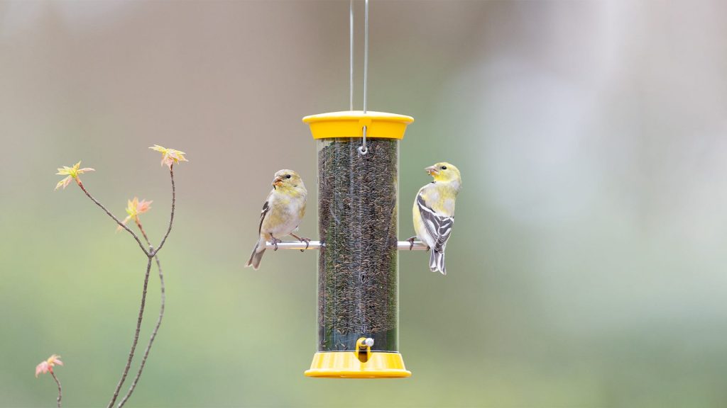 Feeding birds in summer is possible and recommended, except in bear country.