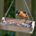 Feeding birds in summer is possible and recommended, except in bear country.