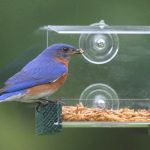 Feeding Birds Mealworms: A Guide to Attracting Bluebirds, Thrushes, Robins, and Wrens