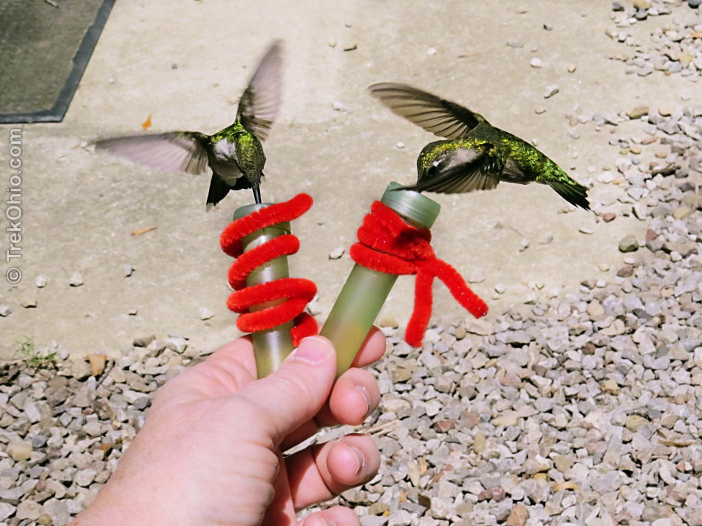 Feeding hummingbirds is a common activity in the United States