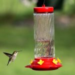 Feeding hummingbirds is a common activity in the United States