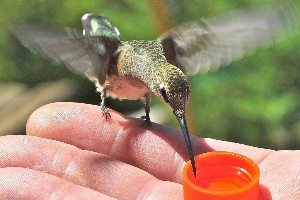 Feeding hummingbirds is a common activity in the United States