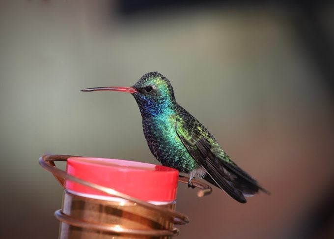 Feeding hummingbirds is a common activity in the United States