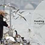 Feeding Winter Birds in Pennsylvania: A Source of Enjoyment and Benefit for Both Birds and Humans