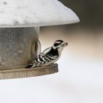 Feeding Winter Birds in Wisconsin: Tips and Recommendations