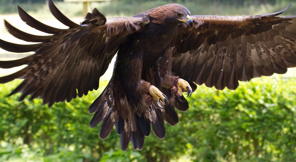 Florida Birds Of Prey Hotspots For Bird Watching