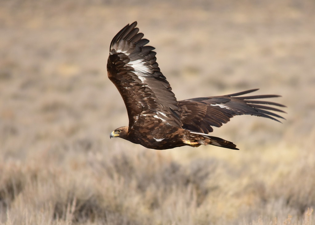 Florida Birds Of Prey Hotspots For Bird Watching