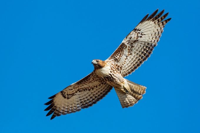 Florida Birds Of Prey Hotspots For Bird Watching