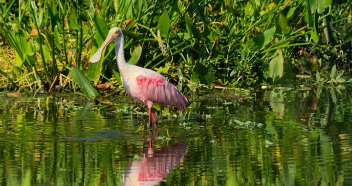 Florida Birds Of Prey Hotspots For Bird Watching