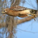 Florida Birds Of Prey Hotspots For Bird Watching