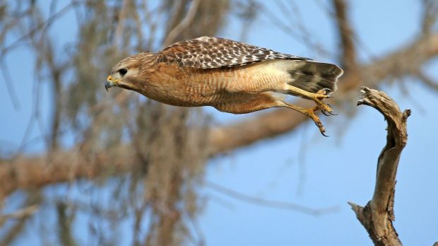 Florida Birds Of Prey Hotspots For Bird Watching