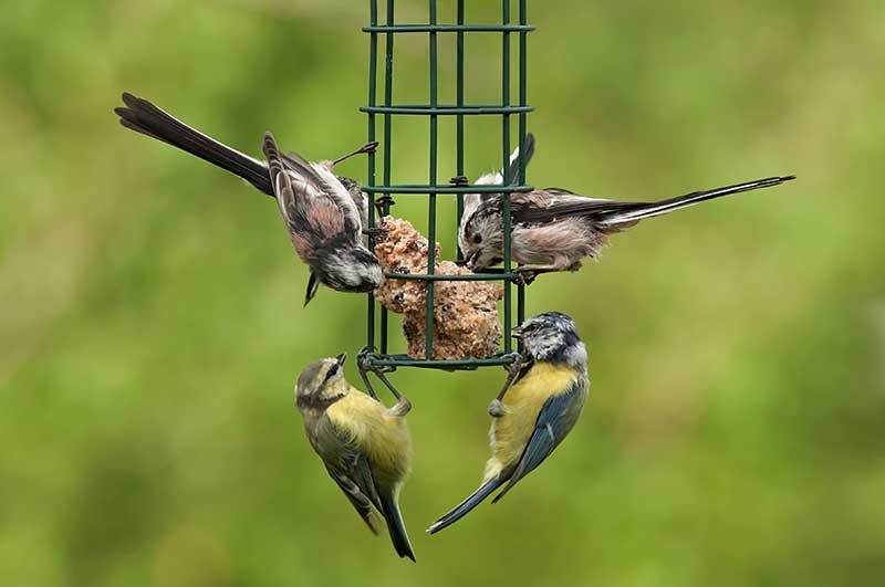 How Birds Find Newly Filled Feeders