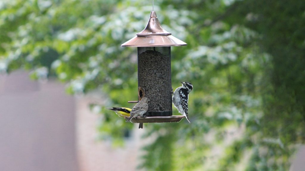 How Birds Find Newly Filled Feeders