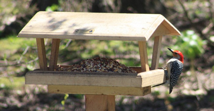 How Birds Find Newly Filled Feeders