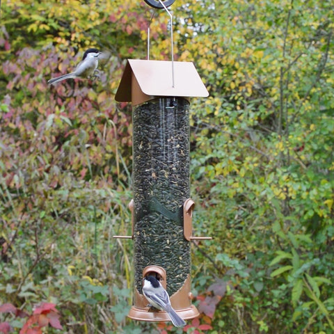 How Birds Find Newly Filled Feeders