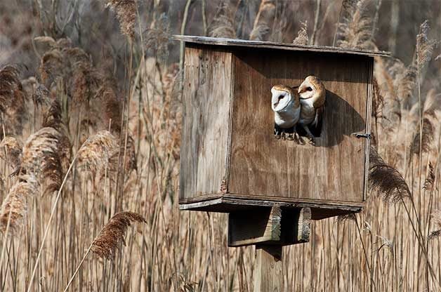 How to Attract Screech Owls to Your Yard with a Nest Box