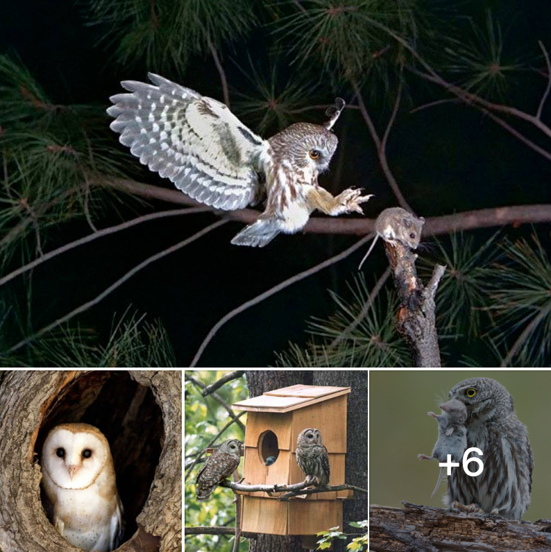 How to Attract Screech Owls to Your Yard with a Nest Box