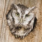 How to Attract Screech Owls to Your Yard with a Nest Box