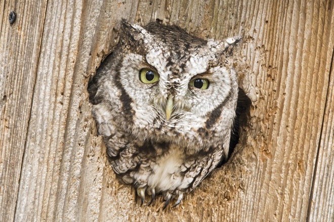 How to Attract Screech Owls to Your Yard with a Nest Box