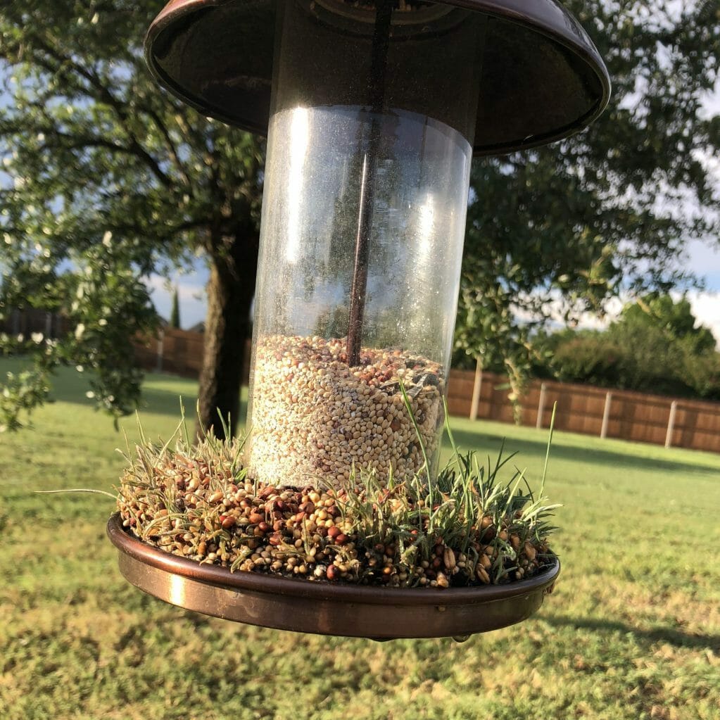 How to Prevent Bird Seed Sprouting in Your Lawn