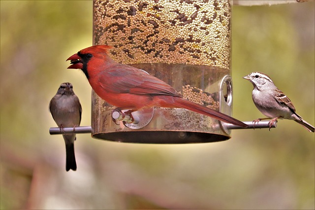 How to Reduce Mess When Feeding Birds