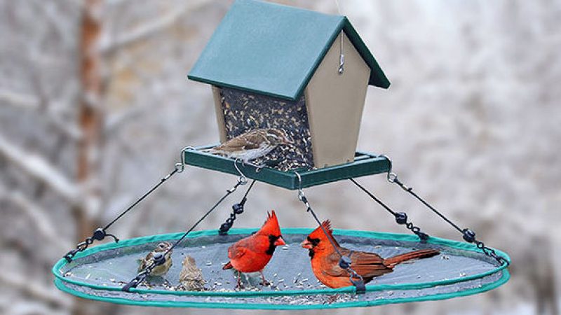 How to Reduce Mess When Feeding Birds