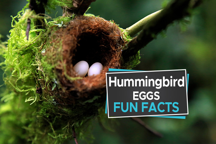 Hummingbird eggs are tiny, approximately the size of a small pea.