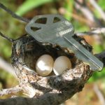 Hummingbird eggs are tiny, approximately the size of a small pea.