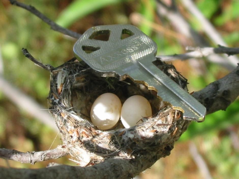 Hummingbird eggs are tiny, approximately the size of a small pea.