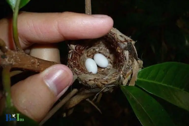 Hummingbird eggs are tiny, approximately the size of a small pea.