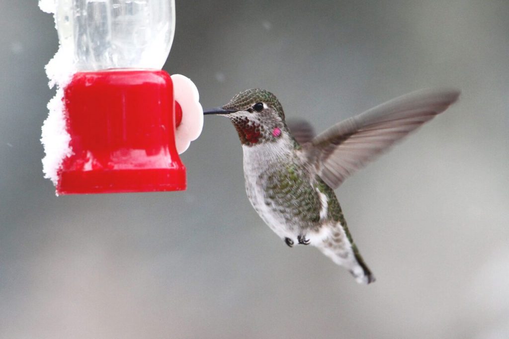 Hummingbirds can live year-round in freezing conditions in the United States and Canada