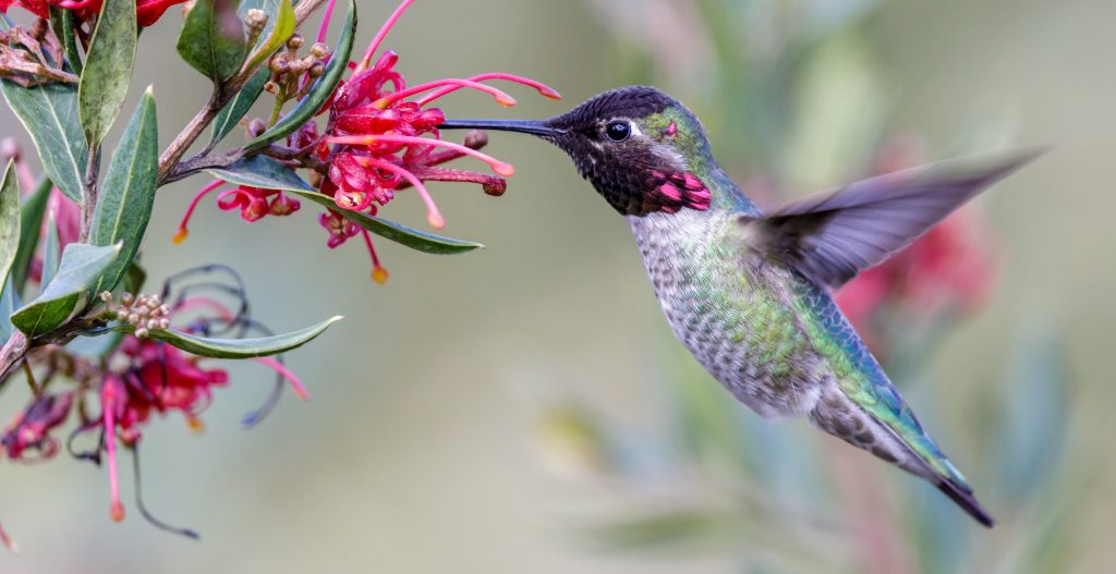 Hummingbirds can live year-round in freezing conditions in the United States and Canada